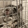 チンチラ シルバー 宮城県 サムネイル3