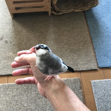 ちゅんちゃん　