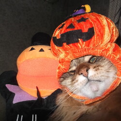 「ハッピーハロウィンでパンプキン太参上！」サムネイル2