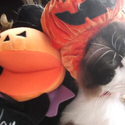 「ハッピーハロウィンでパンプキン太参上！」サムネイル3