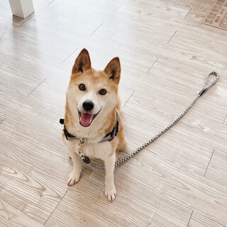 人が大好き！小柄な柴系雑種の女の子です