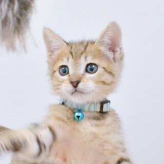 【11/19譲渡会】気になる不器用boy★ガット君