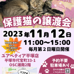 保護猫の譲渡会 サムネイル1
