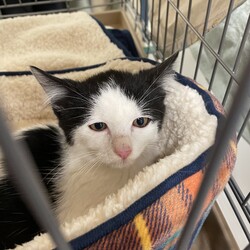 保護猫の譲渡会 サムネイル2