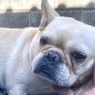 フレンチの女の子