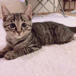 丸顔で甘えたさん♡