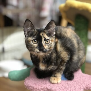 サビを知ると♡サビ推しになる^_^