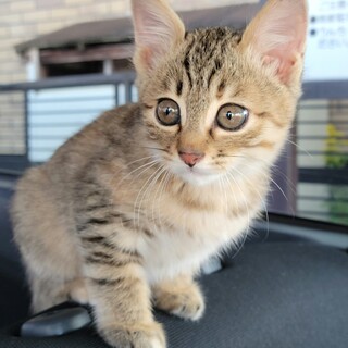 キジトラ☆約2.3カ月☆つなちゃん