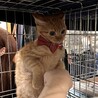丸顔が可愛い茶トラの男の子　まるちゃん サムネイル6
