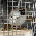 (募集停止しております)チンチラ♀2歳7ヶ月