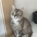 ラパーマ4歳ママ猫引退猫ちゃん