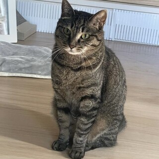 小柄で美人、ちょっと気が強めなところが可愛いおはぎ