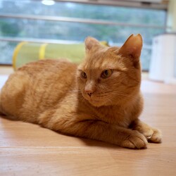 くつろぐ琴ちゃん