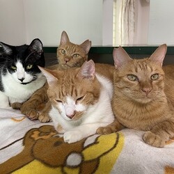 みんなの中心はこまめ君