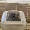 akeちゃん