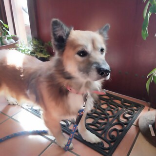 コーギー風の大人しい男の子『わん』くん