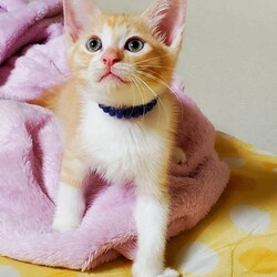 待ちねこ譲渡会　子猫４０匹参加します！