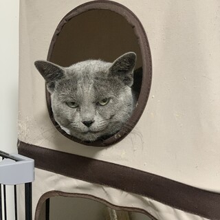 強面だけど甘えん坊なブリさんトライアル決定