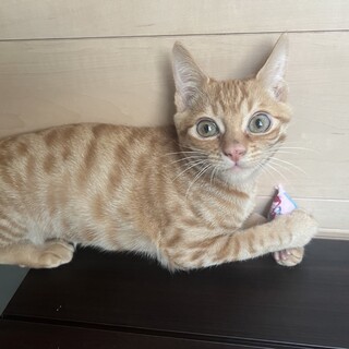 11/19津田沼ෆ⃛人懐っこい男の子ෆ⃛サボくん