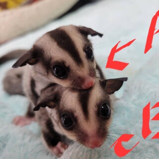 一時停止　急募！フクロモモンガ幼少期A、 B