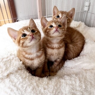 人が大好き！超甘えん坊の茶トラ兄弟♡