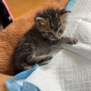 キジトラ　生後1ヶ月♂