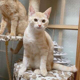 兄妹揃って超美形です(^^)