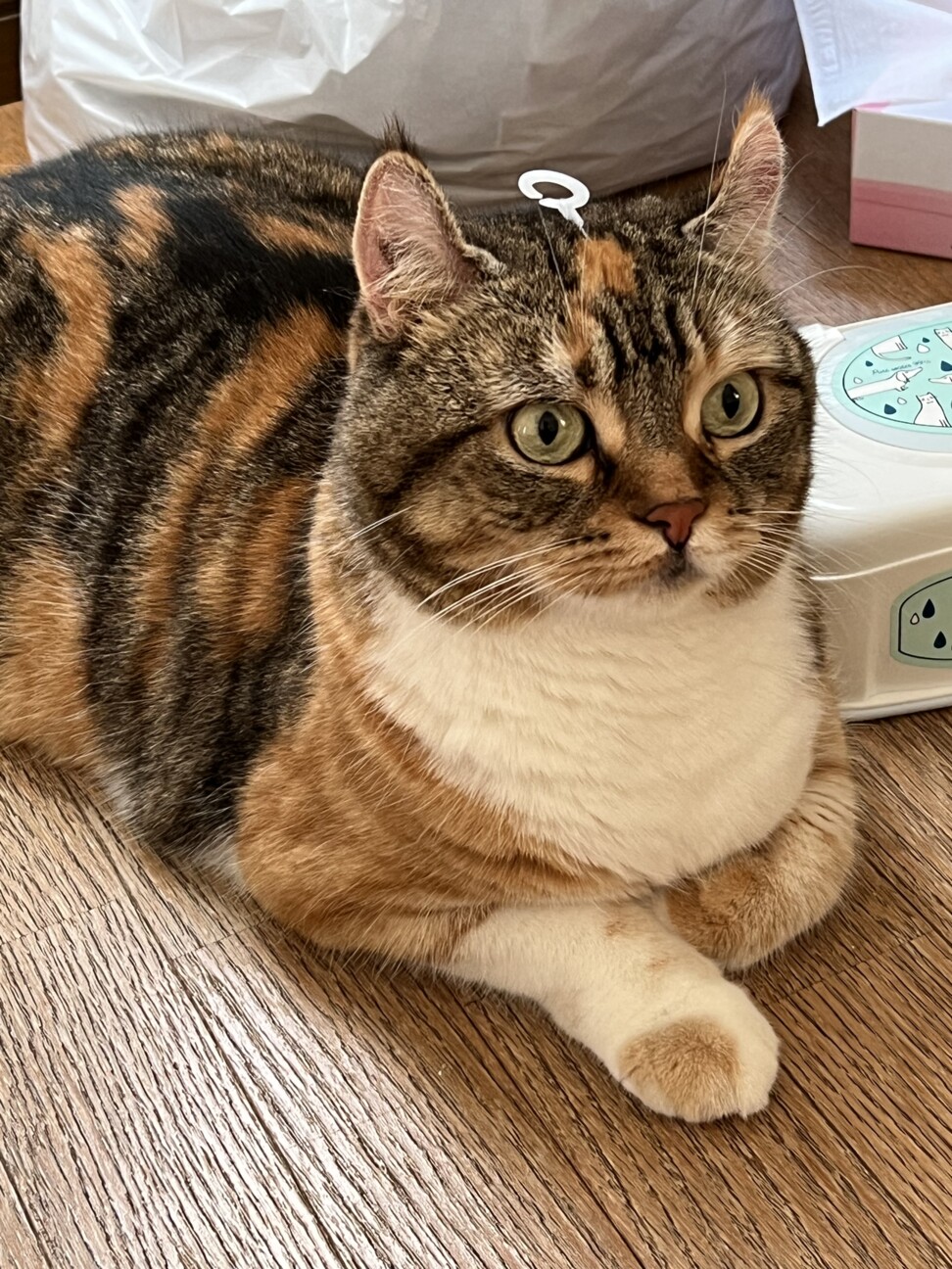 ニニ