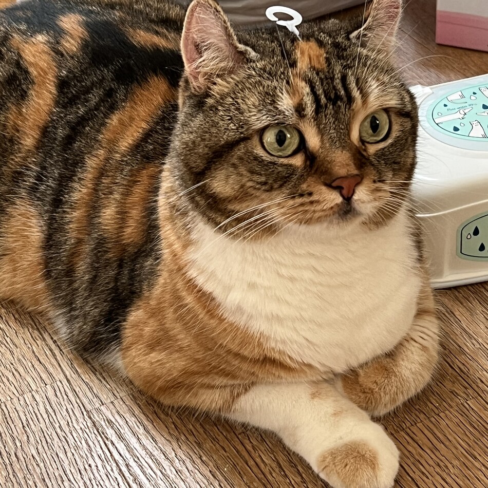 ニニのカバー写真
