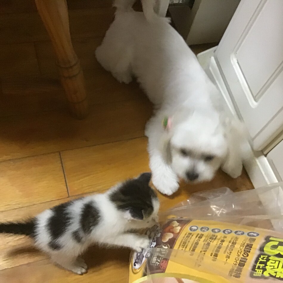 サチコのカバー写真