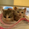 生後4週　可愛い子猫♡3兄妹