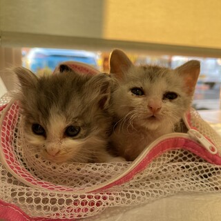 生後4週　可愛い子猫♡3兄妹