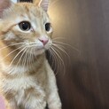 猫ちゃんの里親さん募集しています！