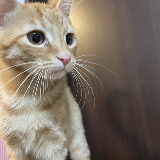 猫ちゃんの里親さん募集しています！
