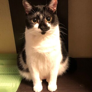 トライアル中！のんびり屋さんの女のコ  