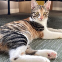 子猫姉妹　きじ白♀　三毛猫♀里親さま募集