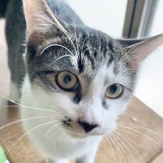 男前だけど、実は控えめ甘えん坊の海老蔵くん♡