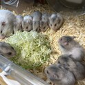 生後1ヶ月ゴールデンハムスター