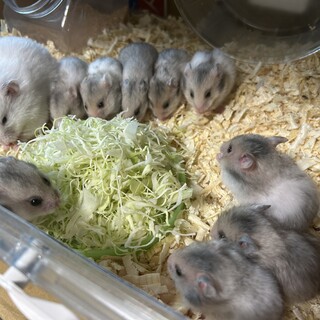 生後1ヶ月ゴールデンハムスター