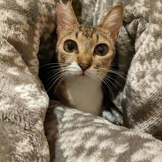 甘えん坊で小柄な麦わらの男の子