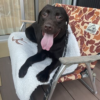 ラブラドールレトリーバー