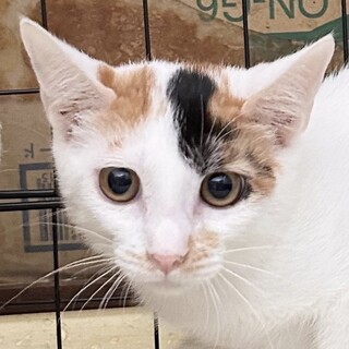 東日本橋シャイなお三毛さんアクアトリコ