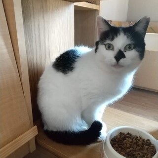 もしかして新型お茶っこ？【オビ】