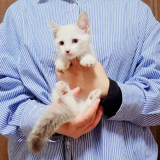 青い瞳のシャムミックス人馴れ抜群♡とら君