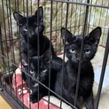【３兄弟】元気いっぱいやんちゃ♡黒猫兄弟