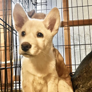 約3ヶ月の子犬里親緊急募集