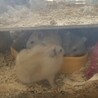 プディングハムスター3里親募集 サムネイル2