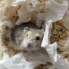プディングハムスター3里親募集 サムネイル3