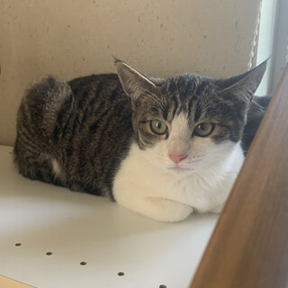 4ヶ月子猫、里親募集中