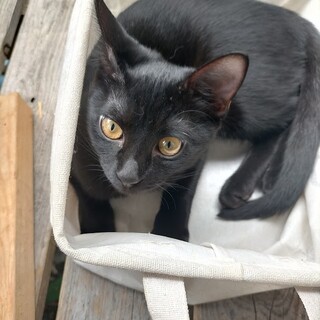 黒猫５兄弟！キュートで元気一杯に育ってます！